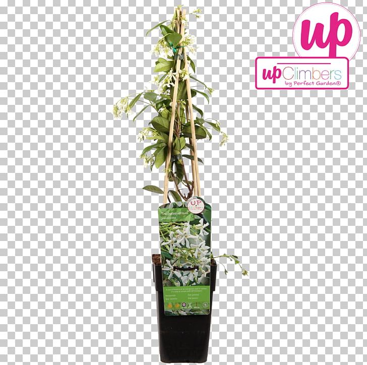 Star Jasmine Vine Common Ivy Houseplant PNG, Clipart, Bolcom, Climbing, Common Ivy, Evergreen, Flowerpot Free PNG Download