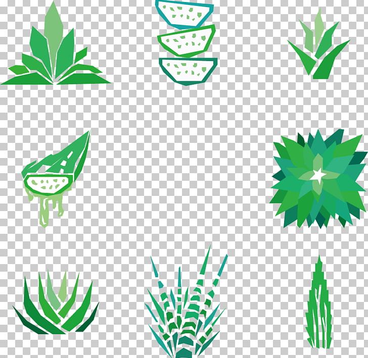 Aloe Vera Drawing Succulent Plant PNG, Clipart, Agave, Aloe, Aloe Plant, Aloe Vector, Aloe Vera Crush Free PNG Download
