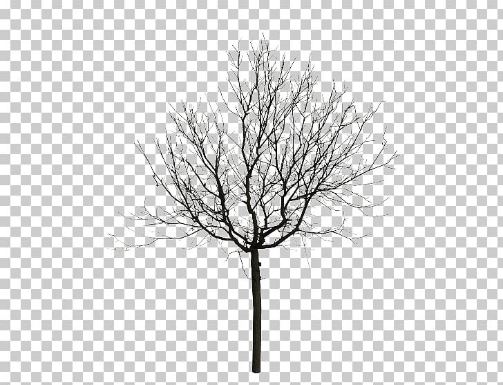 Black And White Tree Eastern Black Walnut PNG, Clipart, Black And White, Branch, Cottonwood, Download, Drawing Free PNG Download