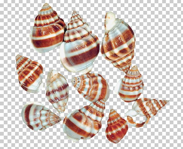 Seashell Sea Snail PNG, Clipart, Conch, Conchology, Desktop Wallpaper, Gastropod Shell, Land Snail Free PNG Download