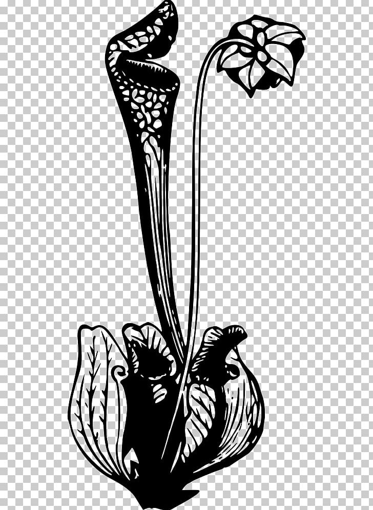 Flower California Pitcher Plant PNG, Clipart, Art, Black And White, Bromeliads, Carnivorous Plant, Computer Icons Free PNG Download