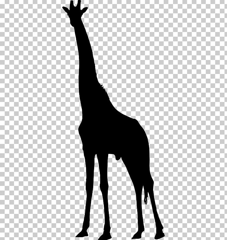 Silhouette West African Giraffe PNG, Clipart, Animal, Black And White, Drawing, Fauna, Giraffe Free PNG Download