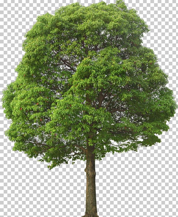 Tree PNG, Clipart, Arecaceae, Branch, Computer Graphics, Download, Evergreen Free PNG Download