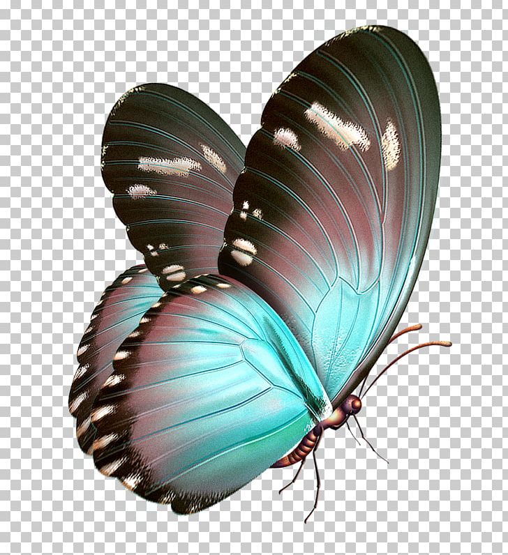 Butterfly Papillon Dog PNG, Clipart, Art, Arthropod, Butterflies And Moths, Butterfly, Clip Art Free PNG Download
