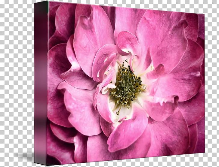 Cabbage Rose Petal Pink Flower Art PNG, Clipart, Anemone, Art, Blossom, Dahlia, Fine Art Free PNG Download