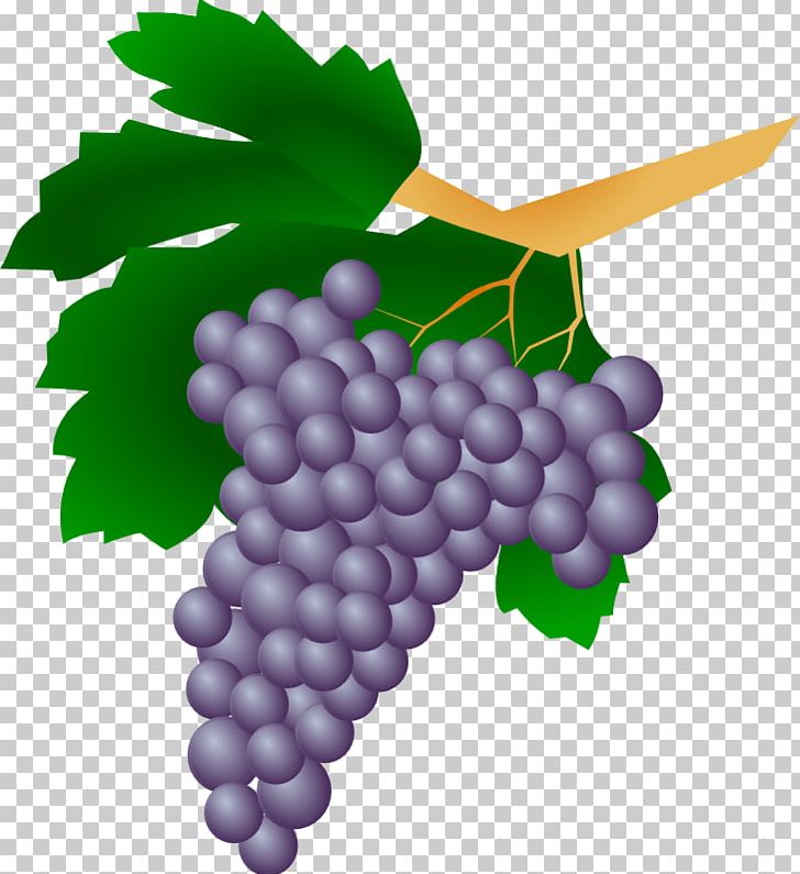 Common Grape Vine Wine Raisin PNG, Clipart, Common Grape Vine, Drawing, Flowering Plant, Food, Fruit Free PNG Download