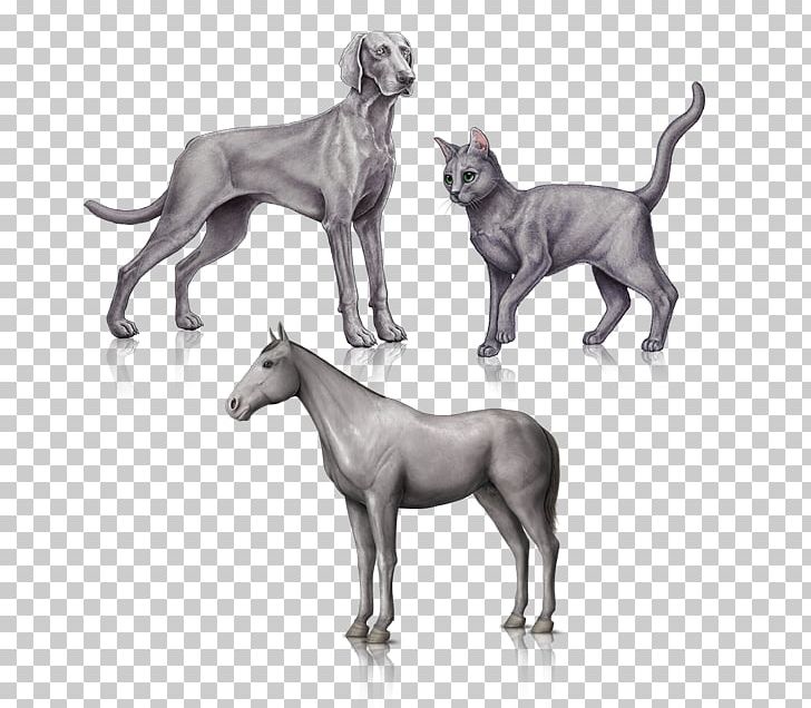 Great Dane Weimaraner Dog Breed Non-sporting Group PNG, Clipart, Breed, Carnivoran, Clinic, Craig View Veterinary Clinic, Dog Free PNG Download