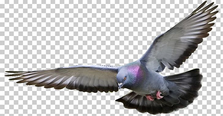 Racing Homer Homing Pigeon Columbidae Bird Fancy Pigeon PNG, Clipart, Animal, Animals, Beak, Bird, Breed Free PNG Download