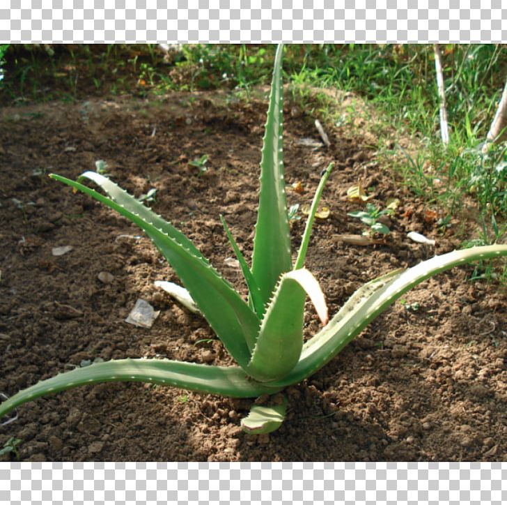 Aloe Vera Succulent Plant Gel Medicinal Plants PNG, Clipart, Agave, Agave Azul, Algae, Aloe, Aloe Vera Free PNG Download