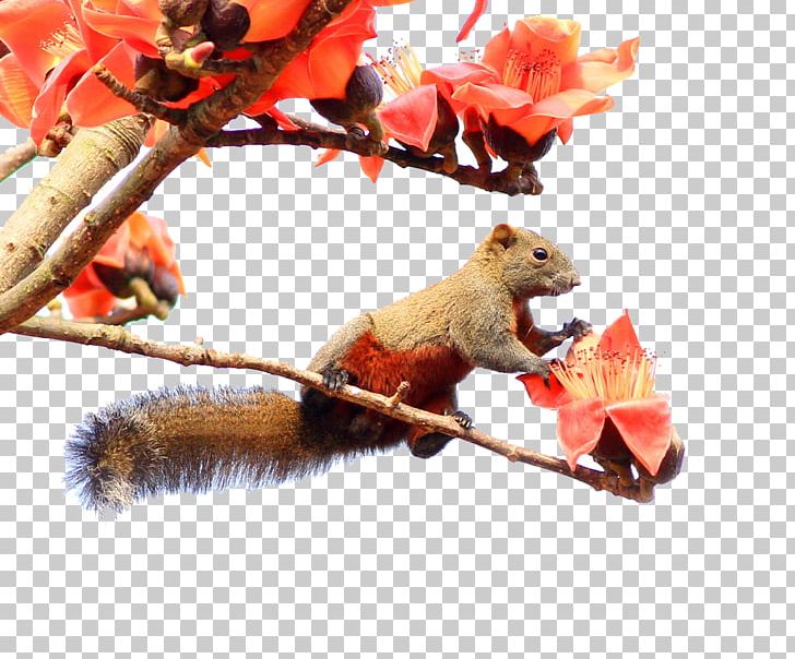 Bombax Ceiba Kapok Tree Chipmunk Squirrel PNG, Clipart, Adobe Illustrator, Animals, Bombax, Cartoon Squirrel, Ceiba Free PNG Download