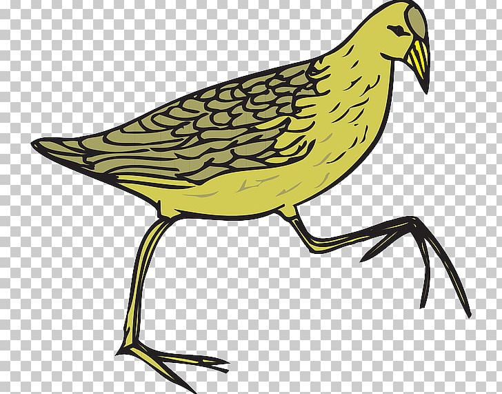 Common Quail Bird Common Moorhen PNG, Clipart, Animals, Animation, Artwork, Beak, Bird Free PNG Download