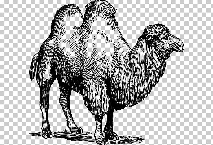 Dromedary Bactrian Camel United States Sheep Common Ostrich PNG, Clipart, Animal, Animals, Arabian Camel, Camel Vector, Cartoon Camel Free PNG Download