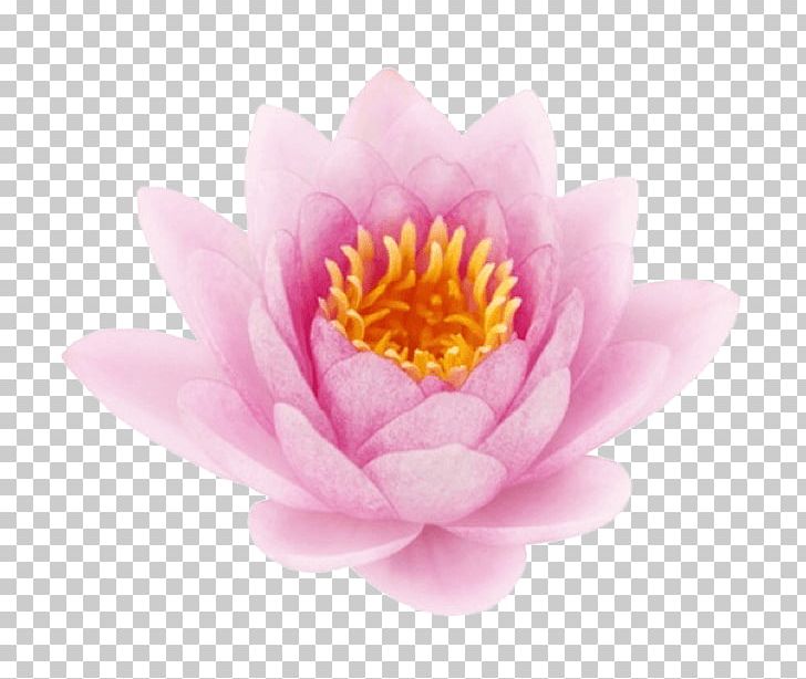 Nelumbo Nucifera Stock Photography Sticker PNG, Clipart, Aquatic Plant, Depositphotos, Flower, Flowering Plant, Imessage Free PNG Download