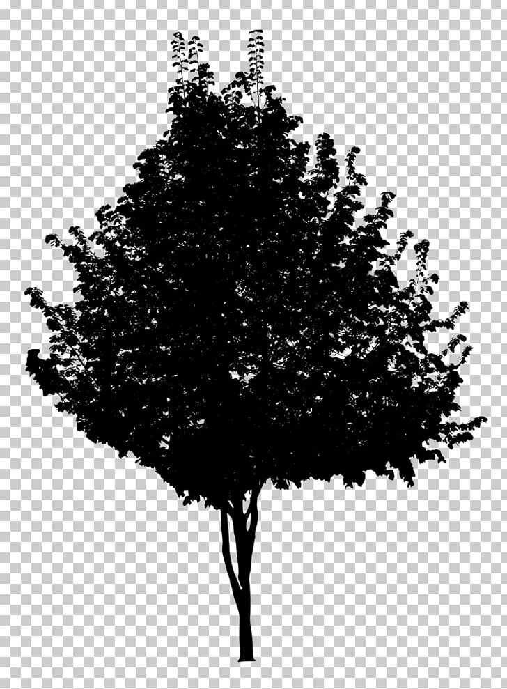 Tree Black And White Branch PNG, Clipart, Black And White, Branch, Conifer, Conifers, Digital Media Free PNG Download