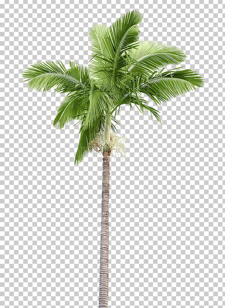 Arecaceae Stock Photography Palm Branch Coconut PNG, Clipart, Arecaceae, Arecales, Attalea Speciosa, Borassus Flabellifer, Coconut Free PNG Download