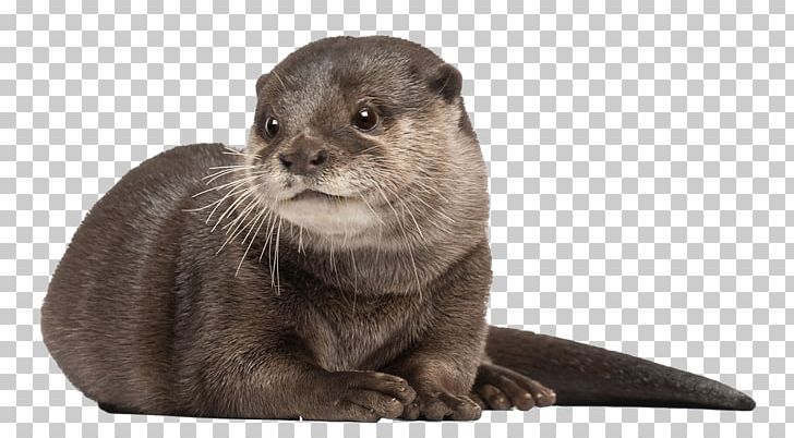 Asian Small-clawed Otter Whiskers Aquarium Of Cattolica PNG, Clipart, Animal, Animals, Asian Smallclawed Otter, Carnivoran, Cat Free PNG Download