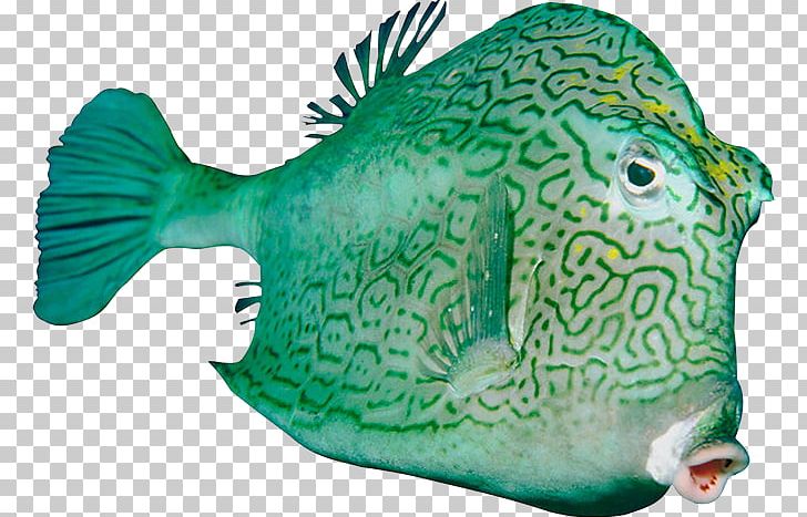 Fish PNG, Clipart, Blog, Coral Reef Fish, Download, Fauna, Fish Free PNG Download