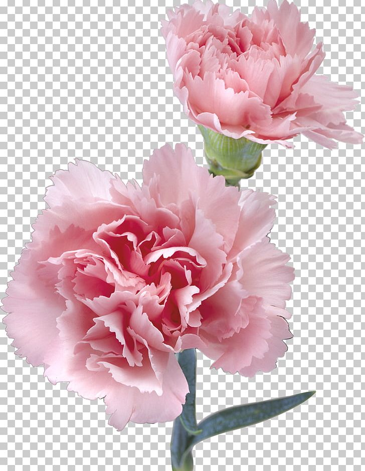 Flower Pink Kryddernellike Color PNG, Clipart, Azalea, Blossom, Bud, Carnation, Color Free PNG Download