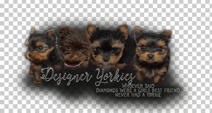 Yorkshire Terrier Dog Breed Toy Dog Puppy PNG, Clipart, Animal, Animals, Breed, Canidae, Carnivora Free PNG Download