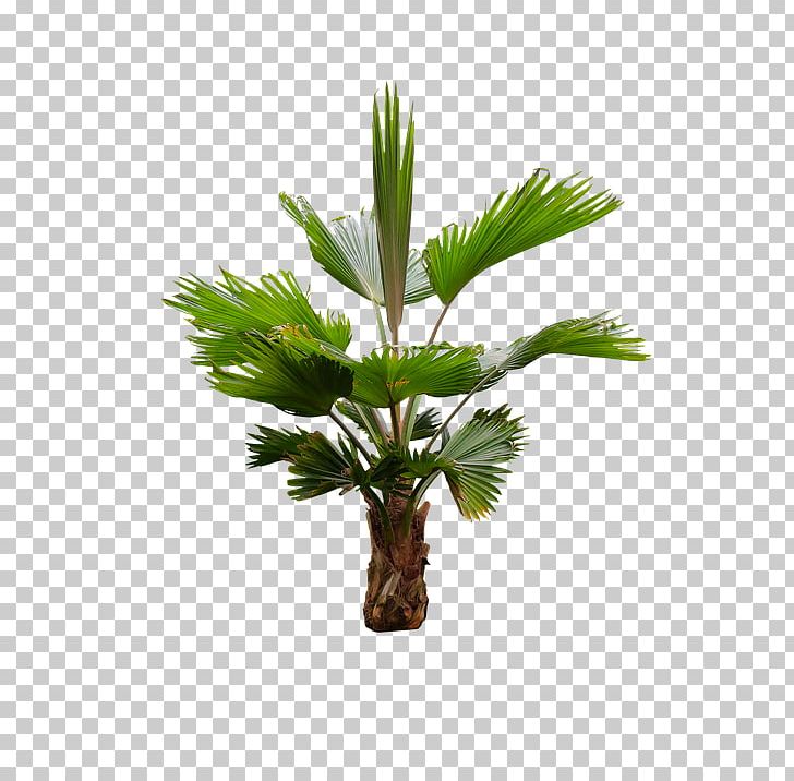 Asian Palmyra Palm Arecaceae Oil Palms Coconut PNG, Clipart, Arecaceae, Arecales, Asian Palmyra Palm, Borassus, Borassus Flabellifer Free PNG Download