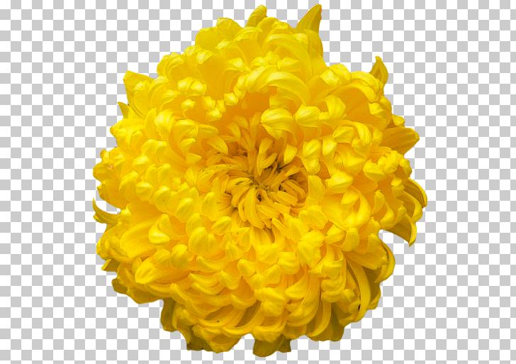 Chrysanthemum PNG, Clipart, Chrysanthemum, Chrysanths, Color, Cut Flowers, Dahlia Free PNG Download