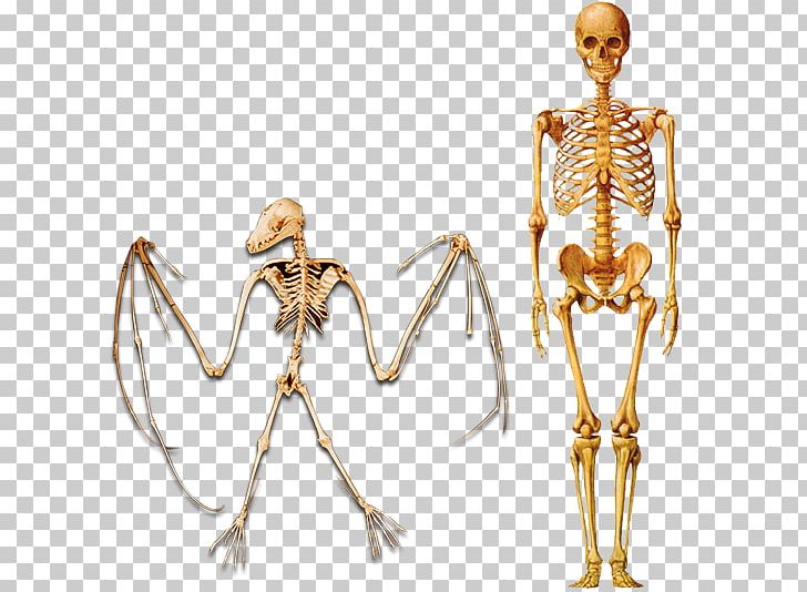 Human Skeleton Homo Sapiens Human Evolution PNG, Clipart, Anatomy, Bone, Charles Darwin, Common Descent, Evolution Free PNG Download