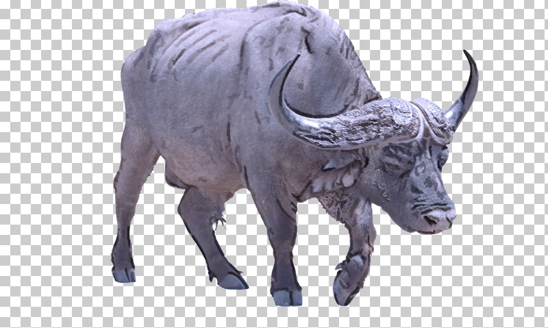 Ox Bull Bison Goat PNG, Clipart, Biology, Bison, Bull, Childrens Film, Family Free PNG Download