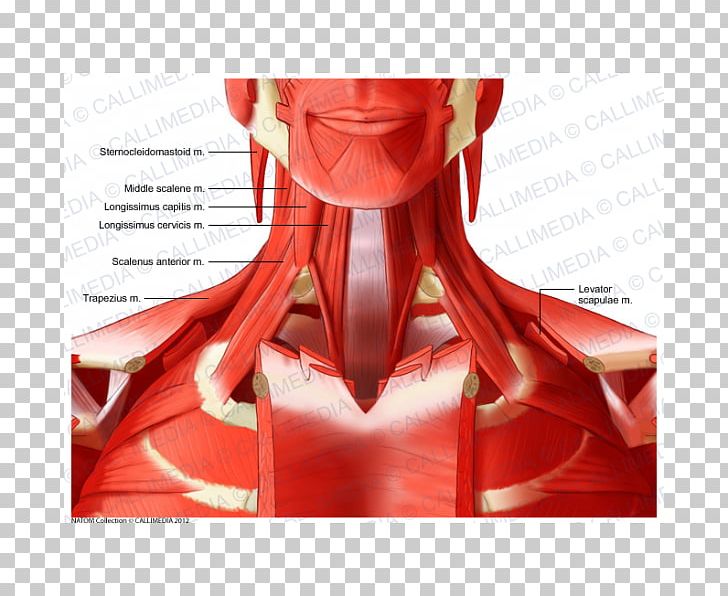 Anterior Triangle Of The Neck Deltoid Muscle Anatomy PNG, Clipart, Anatomy, Anterior Triangle Of The Neck, Deltoid Muscle, Figurine, Head Free PNG Download