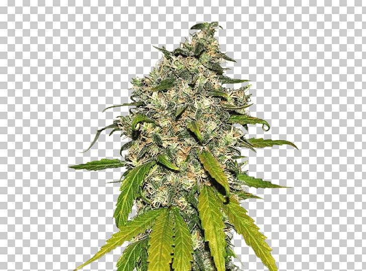 Autoflowering Cannabis Kush Cannabis Cultivation Medical Cannabis PNG, Clipart, Autoflowering Cannabis, Cannabis, Cannabis Cultivation, Cannabis Ruderalis, Cannabis Sativa Free PNG Download