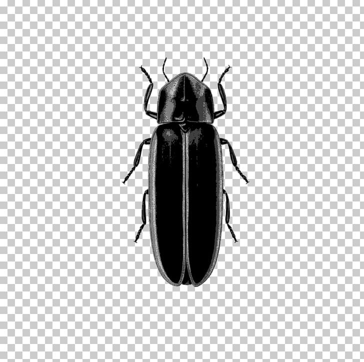 Insect West Lafayette Logansport Indianapolis Firefly PNG, Clipart, Animals, Arthropod, Beetle, Eric Holcomb, Firefly Free PNG Download