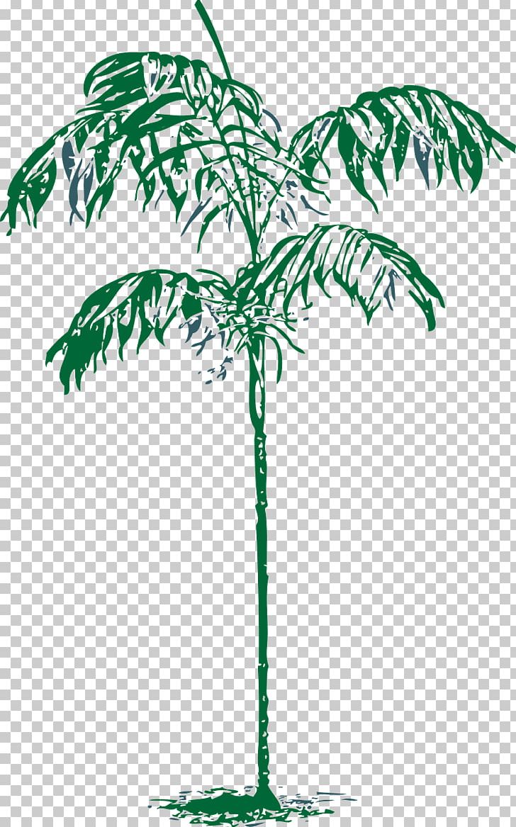 Arecaceae Tree Drawing PNG, Clipart, Arecaceae, Arecales, Branch, Clip Art, Coconut Free PNG Download