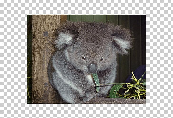 Baby Koala Taronga Zoo Sydney Koala Joeys Koala Hospital PNG, Clipart, Animal, Animals, Baby Koala, Bear, Buddha Free PNG Download