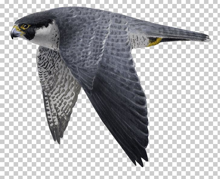 Hawk Buzzard Eagle Fauna Beak PNG, Clipart, Accipitriformes, Andres, Animals, Beak, Bird Free PNG Download