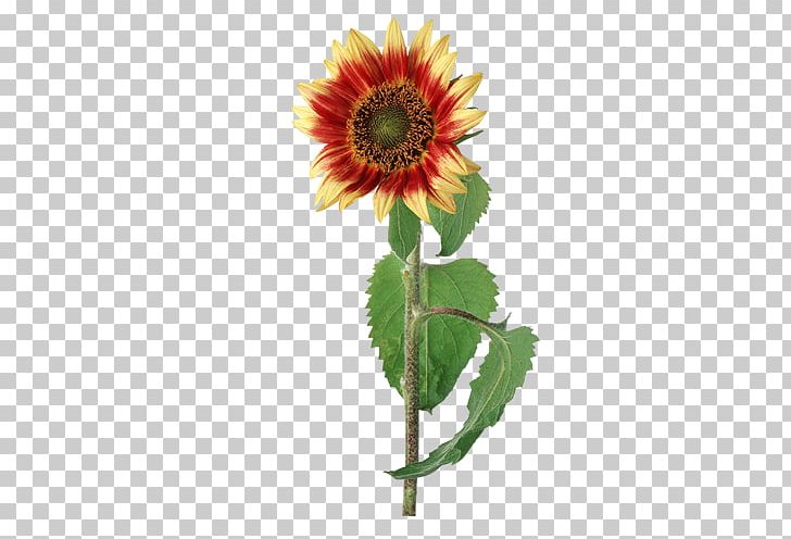 Common Sunflower Seed PNG, Clipart, Computer Graphics, Cut Flowers, Daisy Family, Dow, Encapsulated Postscript Free PNG Download