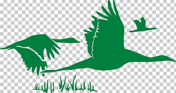 Goose Flight Duck Cygnini Mallard PNG, Clipart, Animals, Art, Background Green, Beak, Bird Free PNG Download