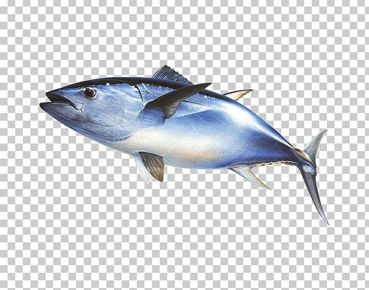 Thunnus Mackerel Fishing Atlantic Bluefin Tuna PNG, Clipart, Animals, Atum, Bonito, Bony Fish, Dolphin Free PNG Download