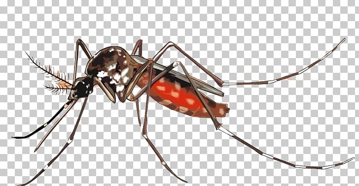 Yellow Fever Mosquito Dengue Aedes Albopictus Mosquito Control PNG, Clipart, Aedes, Aedes Albopictus, Arthropod, Blood Vector, Chikungunya Virus Infection Free PNG Download