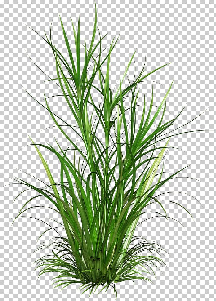 Born From Weeds And Rats Scutch Grass PNG, Clipart, Aquarium Decor, Born From Weeds And Rats, Chrysopogon Zizanioides, Commodity, Computer Icons Free PNG Download
