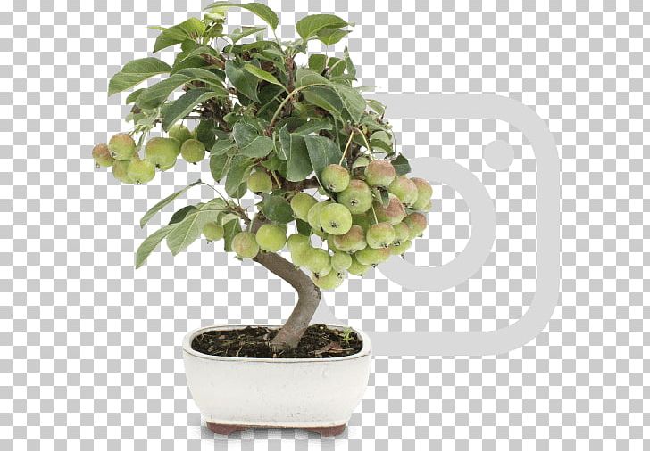 Chinese Sweet Plum Flowerpot Tree Sageretia PNG, Clipart, Bonsai, Flowerpot, Houseplant, Mistral Bonsai, Nature Free PNG Download