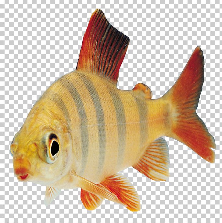 Fish PNG, Clipart, Animallover, Animals, Awesome, Bony Fish, Catlovers Free PNG Download