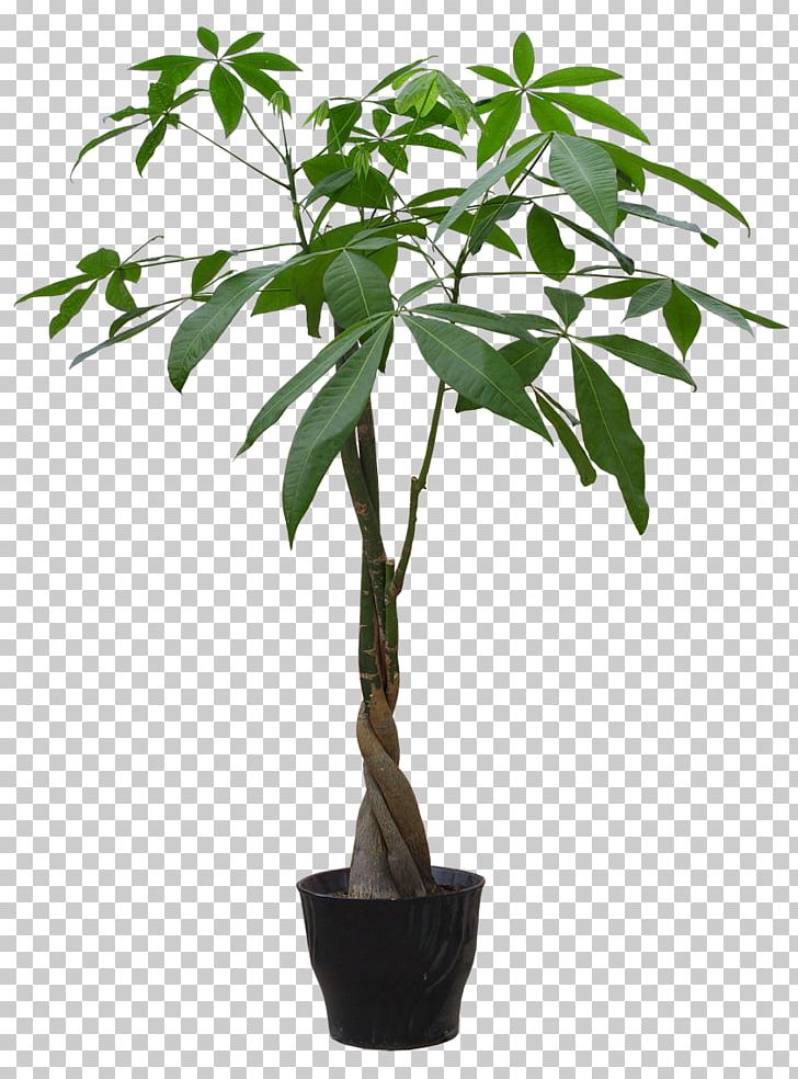 Guiana Chestnut Plant Flowerpot Bonsai Seed PNG, Clipart, Bonsai, Flower, Flowerpot, Food Drinks, Garden Free PNG Download
