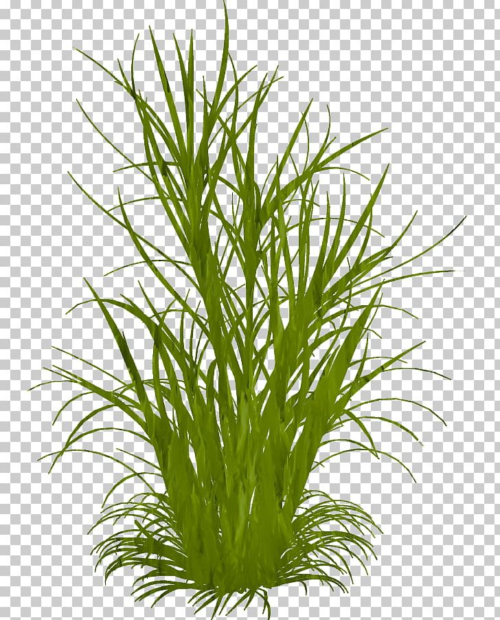 Ornamental Grass Grasses Weed PNG, Clipart, Aquarium Decor, Aquatic Plant, Cannabis, Chrysopogon Zizanioides, Comm Free PNG Download