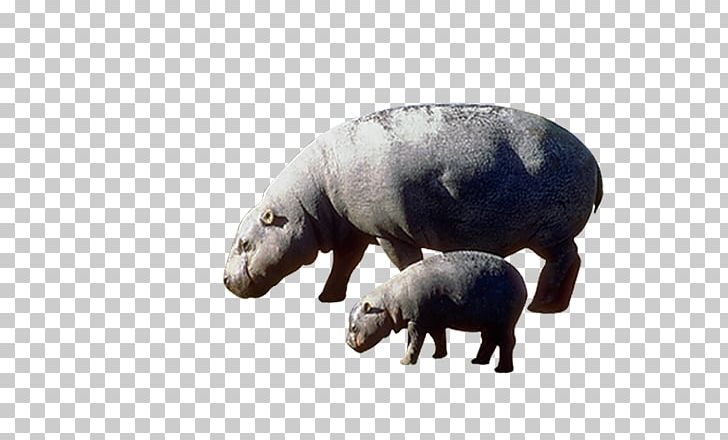 Pygmy Hippopotamus The Hippopotamus PNG, Clipart, Animal, Animals, Biological, Choeropsis, Download Free PNG Download