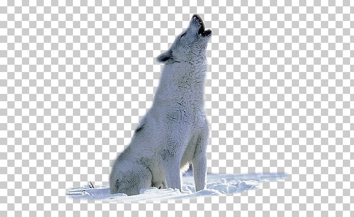 Arctic Wolf Arctic Fox Animal Wildlife PNG, Clipart, Adaptation, American Pit Bull Terrier, Animals, Arctic, Art Free PNG Download