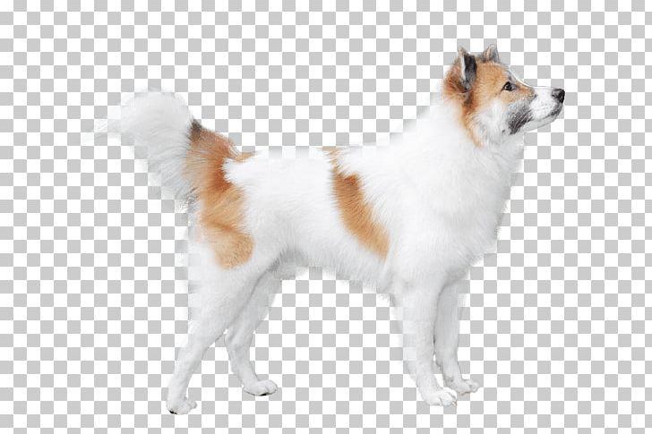 German Spitz Mittel German Spitz Klein Norwegian Buhund Akita Greenland Dog PNG, Clipart, Akita Inu, Ancient Dog Breeds, Canaan Dog, Canadian Eskimo Dog, Carnivoran Free PNG Download