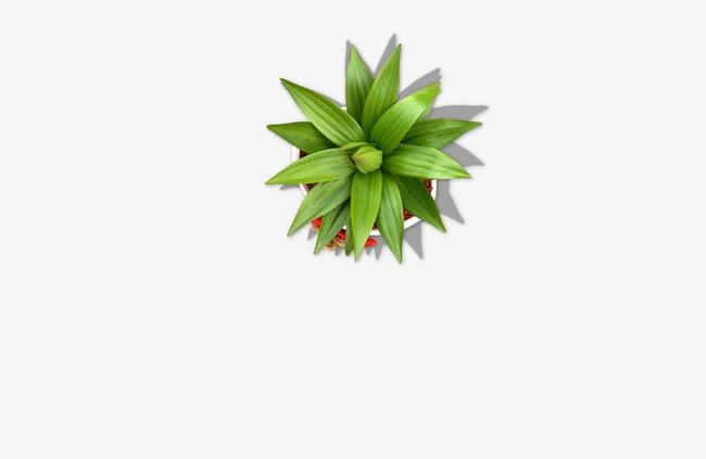 Potted Plants PNG, Clipart, Clipart, Grasses, Grasses, Grasses Clipart, Plants Free PNG Download