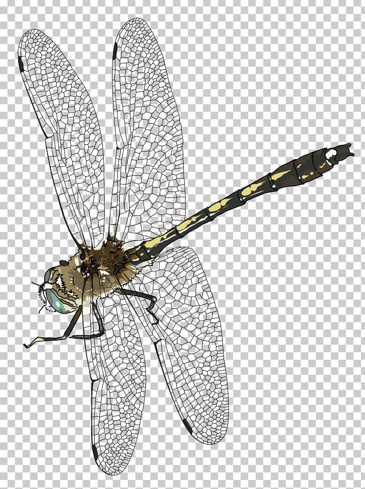 Dragonfly PNG, Clipart, Arthropod, Computer Icons, Desktop Wallpaper, Drago, Dragon Free PNG Download