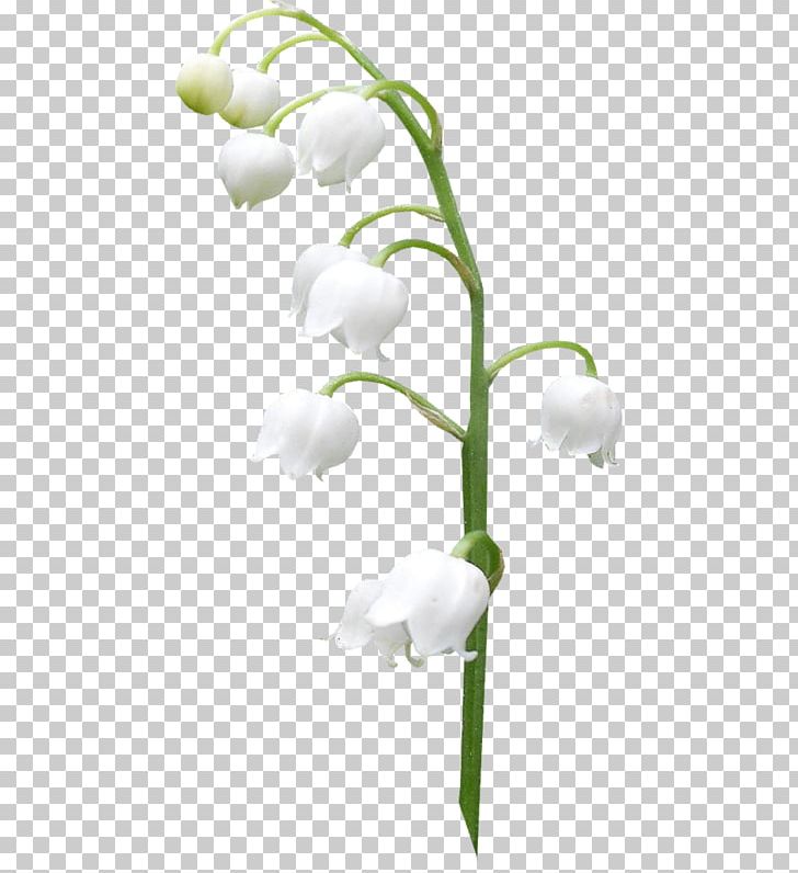 Lily Of The Valley Orchids Portable Network Graphics PNG, Clipart, Cut Flowers, Desktop Wallpaper, Download, Flora, Flower Free PNG Download