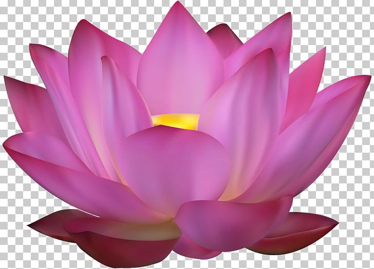 Nelumbo Nucifera PNG, Clipart, Aquatic Plant, Color, Computer Icons, Drawing, Flower Free PNG Download