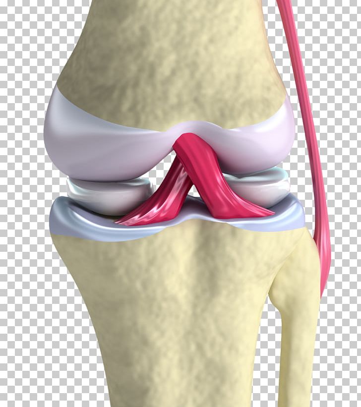 Anterior Cruciate Ligament Knee Joint PNG, Clipart, Ankle, Anterior Cruciate Ligament Injury, Bone, Ligament, Medial Collateral Ligament Free PNG Download